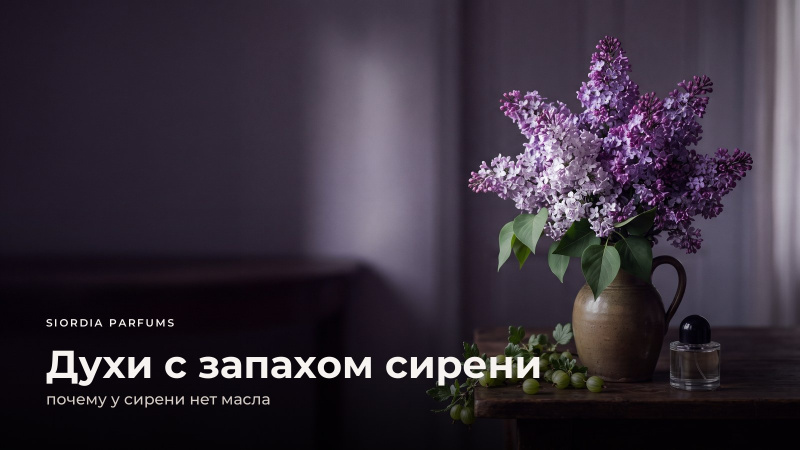 Духи с запахом сирени: почему у сирени нет масла и чем пахли волосы Йеннифэр